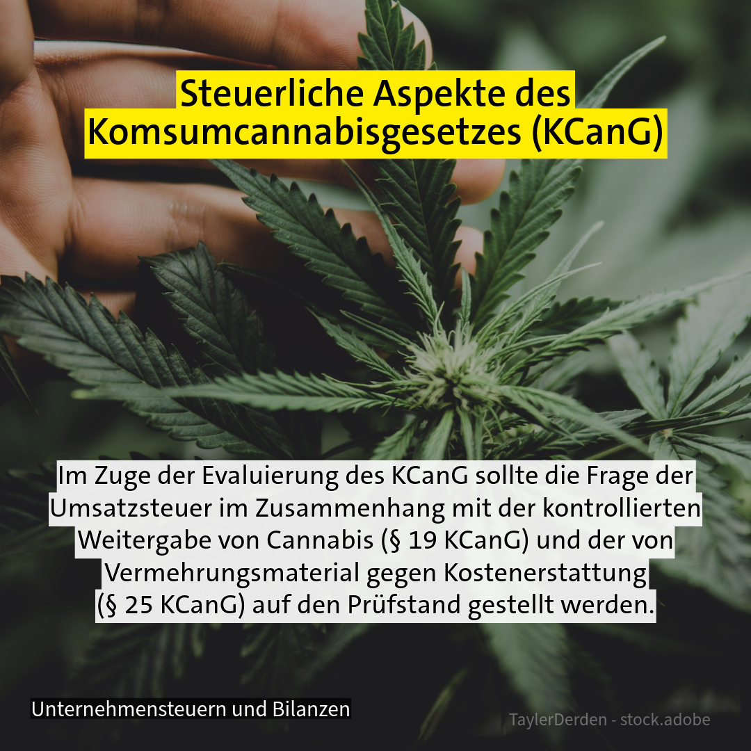 Cannabispflanze - Thema: Konsumcannabisgesetz